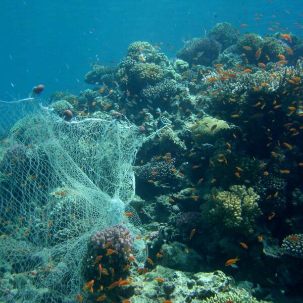 pesca oeanos