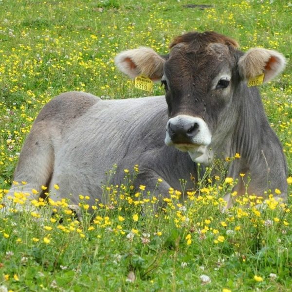 vaca-austria